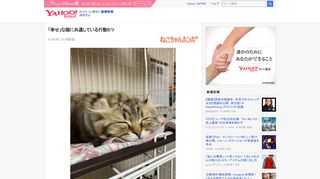 1. 穏やかにくつろげる猫は警戒心が強く、野生の臆病さを強く残しています。そんな猫にとって「生活環境の安全性」はとても重要です。安心してウトウトと居眠りできる環境こそが、猫ちゃんの幸せに繋がります。 - Yahoo! JAPAN
