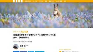 マネー現代で1年間、北海道で暮らす動物たちの貴重な写真を連載してくれた写真家の佐藤圭さんが、癒され度満点の動物動画を届けてくれました。第3弾は、雪に閉ざされる長い北海道の冬が終わって、真っ先に咲く青い花・エゾエンゴサクの群生の中で、爆食中のエゾリスです。