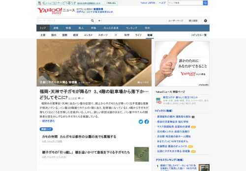 福岡市の繁華街にあるパン屋の店頭で、頭上から子ガモたちが次々降ってくる不思議な現象が相次いでいる。駐車場の3、4階から子ガモが落ちてくるところを目撃した店員がいるが、詳しい原因は謎のまま。