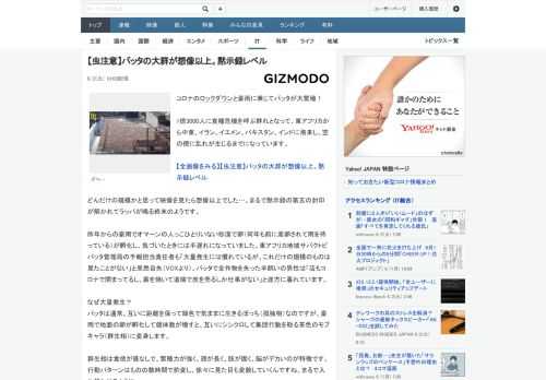 コロナのロックダウンと豪雨に乗じてバッタが大繁殖！1億3000人に食糧危機を呼ぶ群れとなって、東アフリカから中東、イラン、イエメン、パキスタン、インドに飛来し、空の便に乱れが生じるまでになっています