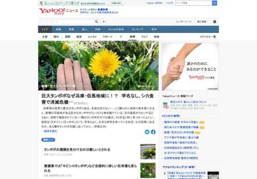 兵庫県の但馬のごく限られた地域で毎年春になると、新種の可能性がある巨大なタンポポがひっそりと咲き続けている。花の直径が5センチほどもあり、学名はなく、正式な研究を待っている状況。