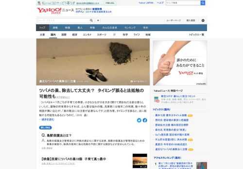 ツバメは4～7月ごろが子育ての季節で、小さなひなが口を大きく開けて餌をねだる姿は愛らしい。ただ、建物の所有者からすれば、ふん害は悩みの種になる。巣の除去の時期を誤ると、法に抵触する可能性もあると注意。