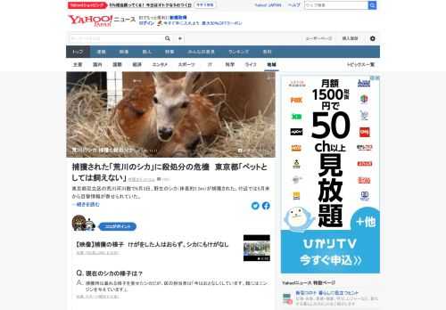 東京都足立区の荒川河川敷で捕獲された野生のシカについて、区に「引き取りたい」との問い合わせが届いている。一般人に渡してはいけないと都から指導を受けているといい、殺処分の可能性も否定できないという。