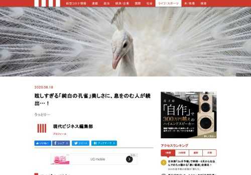 豪華絢爛な佇まいから、原産地では神聖な鳥として保護されているインドクジャク。クジャクはご存じ、青藍色の身から広がる扇型をした玉虫色の羽が美しいことで特徴だが、その変種であるシロクジャクもまた息を飲む美しさだ。