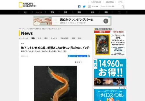 通称ドラゴンスネークヘッド、遠い昔からほとんど姿を変えていない「生きた化石」と呼ぶにふさわしい魚が新たな科として分類されることになった。ライギョに最も近縁なグループだ。